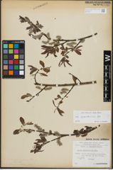 Foto von Salix appendiculata Vill.